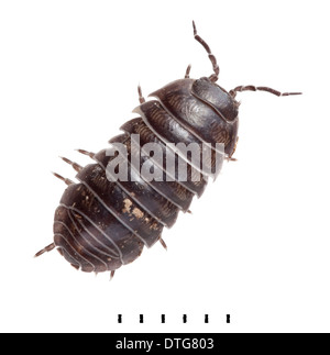 Armadillidium Vulgare, gemeinsame Pille Assel Stockfoto