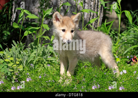 Wolf, Cub, 8 Wochen / (Canis Lupus) Stockfoto