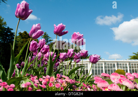 Die Kamelie-Haus und die Gärten in Wollaton Hall und Wildpark, Nottingham England UK Stockfoto