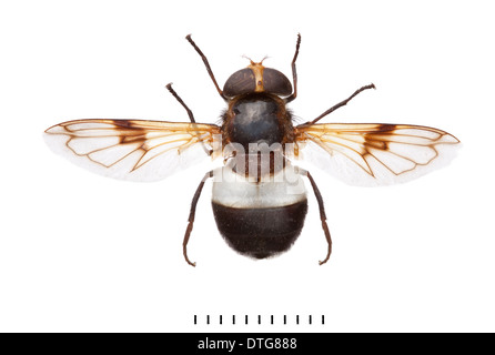 Volucella Pellucens, große Pied Hoverfly Stockfoto