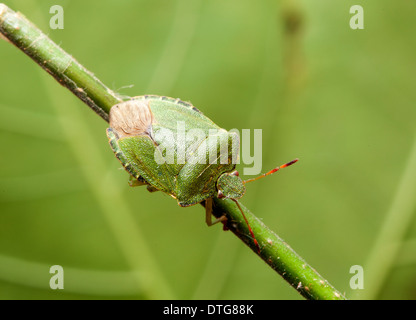 Palomena Prasina, grünen Schild bug Stockfoto