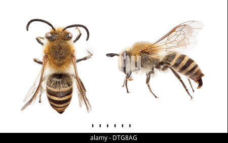 Colletes Hederae, Ivy Bee Stockfoto