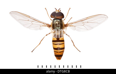 Episyrphus Balteatus, Marmelade Hoverfly Stockfoto