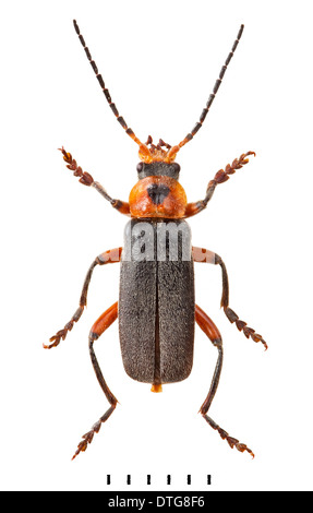 Cantharis Rustica, Soldat Käfer Stockfoto