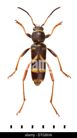 Clytus Arietis, Wespe Käfer Stockfoto