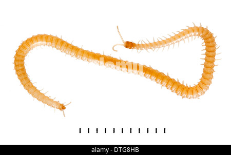 Stigmatogaster Subterranea, Western gelbe Tausendfüßler Stockfoto