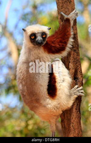 Coquerel Sifaka, Madagaskar / (Propithecus Verreauxi Coquereli) Stockfoto