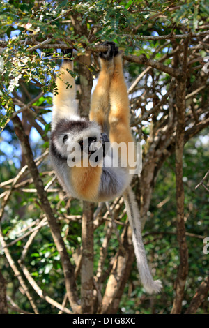 Maughold Sifaka, Madagaskar / (Propithecus Diadema) Stockfoto