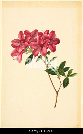 Rhododendron-sp. Stockfoto