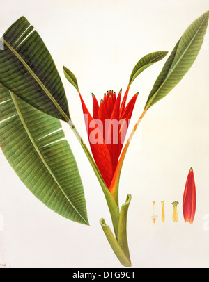 Blume-Illustration aus der Sammlung von Reeves Stockfoto