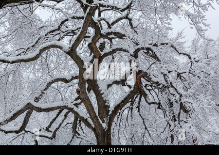 Die schneebedeckten Baum im Central Park in New York City nach einem Schneesturm während der Polarwirbel. Stockfoto