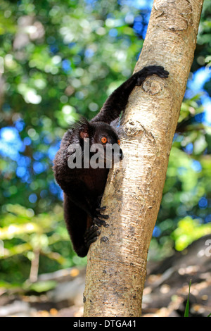 Black Lemur, Männlich, Nosy Komba, Madagaskar / (Eulemur Macaco) Stockfoto