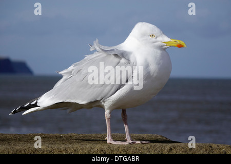 Eine Silbermöwe Larus Argentatus thront auf dem Deich am Hafen von Whitby North Yorkshire England UK Stockfoto