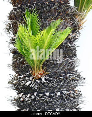 Glühbirne neben den Stamm eine Cycas Revoluta wachsen. Stockfoto