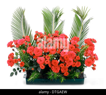 Blumentopf mit kleinen roten Rosen und Niederlassungen von Cycas Revoluta. Stockfoto