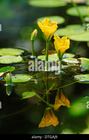 Fransen Seerose oder gelbes schwebende Herz (Nymphoides Peltata), Niedersachsen, Deutschland Stockfoto