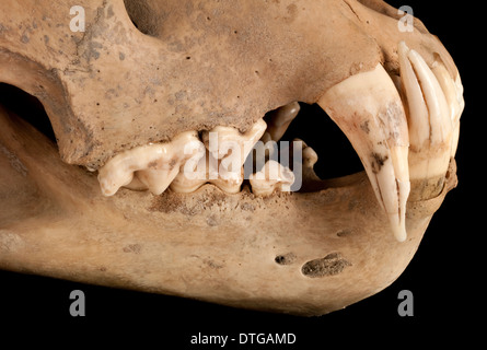 Barbary Löwe Schädel Stockfoto