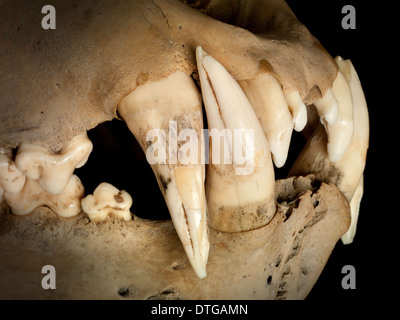 Barbary Löwe Schädel Stockfoto