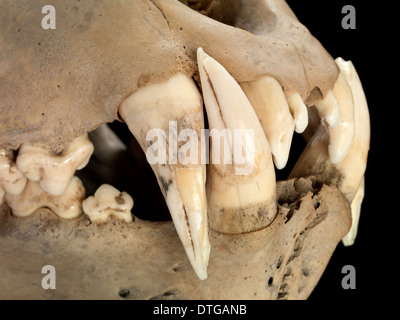 Barbary Löwe Schädel Stockfoto