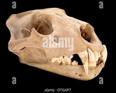 Barbary Löwe Schädel Stockfoto
