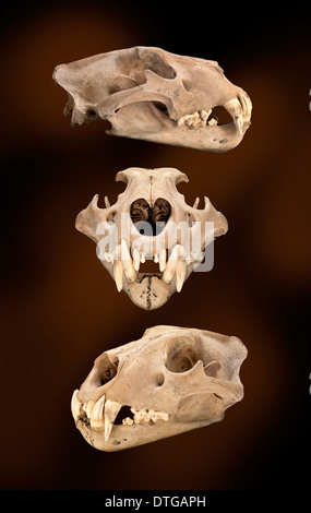 Barbary Löwe Schädel Stockfoto