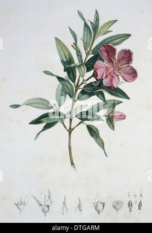 Rhexia speciosa Stockfoto