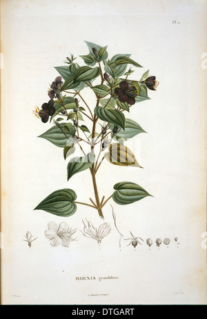 Rhexia grandiflora Stockfoto