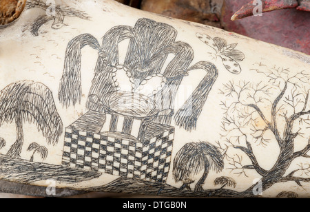 Grob-gezahnte Delphin Schädel mit Tinte Scrimshaw Dekoration Stockfoto