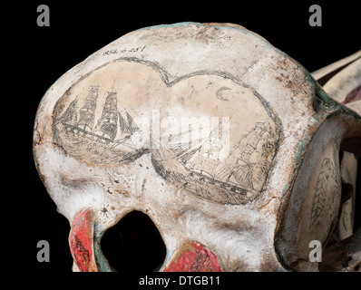 Grob-gezahnte Delphin Schädel mit Tinte Scrimshaw Dekoration Stockfoto