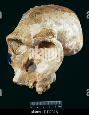 Schädel von Homo Habilis (OH24) (Rekonstruktion) Stockfoto