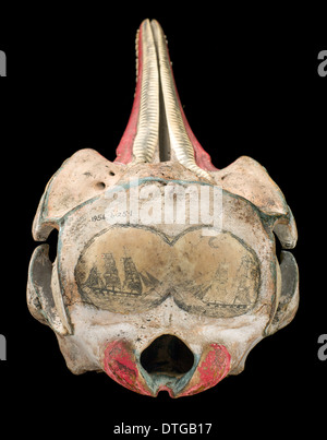 Grob-gezahnte Delphin Schädel mit Tinte Scrimshaw Dekoration Stockfoto