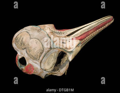 Grob-gezahnte Delphin Schädel mit Tinte Scrimshaw Dekoration Stockfoto