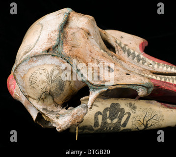 Grob-gezahnte Delphin Schädel mit Tinte Scrimshaw Dekoration Stockfoto