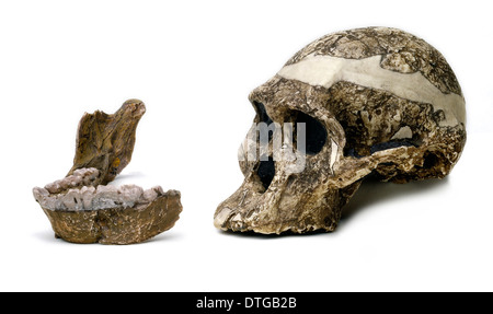 Australopithecus Africanus Schädel & Unterkiefer (Sts-5) Stockfoto