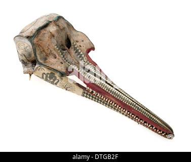 Grob-gezahnte Delphin Schädel mit Tinte Scrimshaw Dekoration Stockfoto