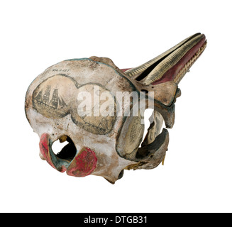 Grob-gezahnte Delphin Schädel mit Tinte Scrimshaw Dekoration Stockfoto