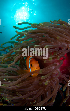 Malediven Anemonenfischen Amphiprion Nigripes in herrlichen Seeanemone, Heteractis Magnifica, Malediven Stockfoto