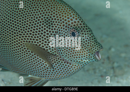 Sternenhimmel Kaninchen, Siganus Stellatus, Porträt, Malediven Stockfoto