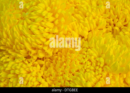 Hintergrund der gelbe Chrysantheme Stockfoto