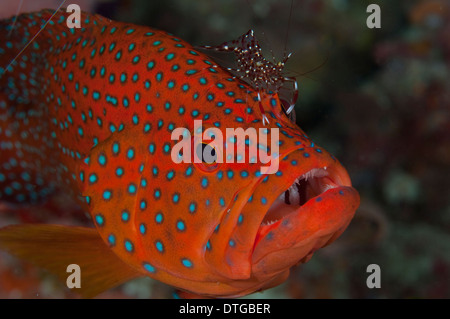 Korallen-Zackenbarsch Cephalopholis Miniata, gereinigt durch eine klare Putzergarnelen, Urocaridella Antonbruunii, Malediven Stockfoto