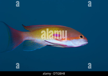 Männliche Scalefin Anthias, Pseudanthias Squamipinnis, Malediven Stockfoto