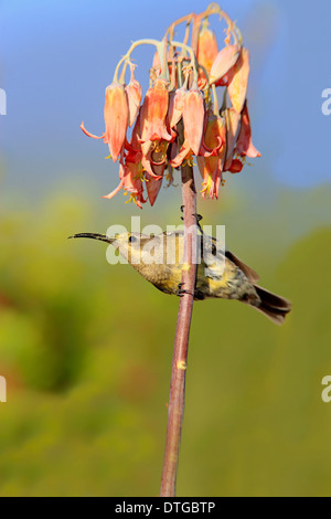 Malachit Sunbird, Weiblich, Oudtshoorn, Klein Karoo, Südafrika / (Nectarinia Famosa) Stockfoto