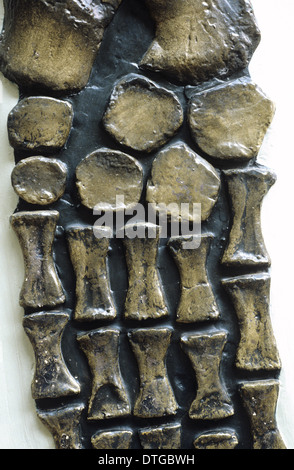 Rhomdeosaurus Cramptoni [Kettleness Probe] Stockfoto