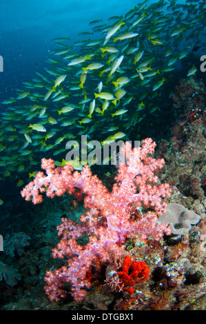 Baum-Korallen, Dendronephthya SP., mit Schule Bluelined Snapper Lutjanus Kasmira, Malediven