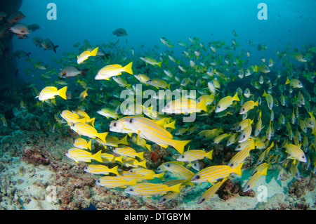 Schule der Bluelined Snapper, Lutjanus Kasmira, Malediven Stockfoto