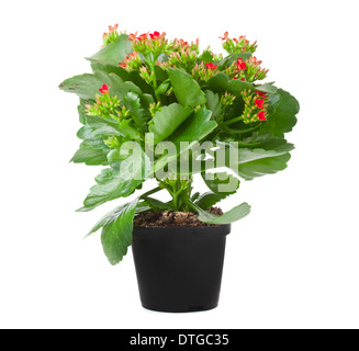 Kalanchoe blühende Pflanze im Topf auf einem weißen Hintergrund Stockfoto