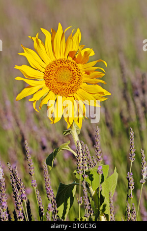 Sonnenblume (Helianthus Annuus) im Feld Lavendel (Lavendula Angustifolia), Provence, Südfrankreich Stockfoto