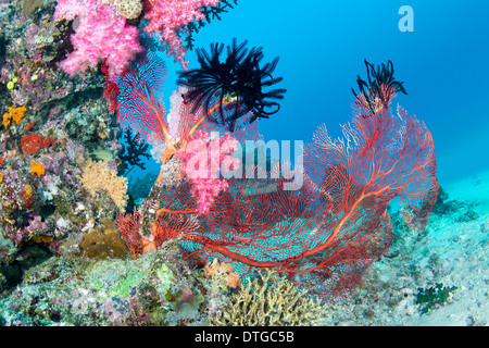 Schöne, rosa tropischen Unterwasser Korallen mit einer großen roten Seafan auf einem Riff umgeben von klarem, blauem Wasser. Stockfoto