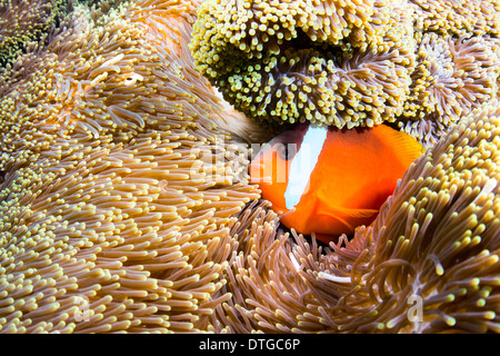 Eine schöne orange Clownfische ruht in den schützenden Tentakeln von einer Anemone in die tropischen Meer von Fidschi. Stockfoto