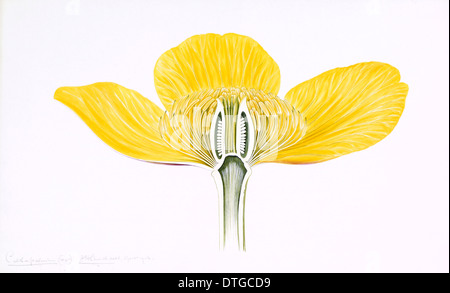 Caltha Palustris, gelbe Marsh marigold Stockfoto